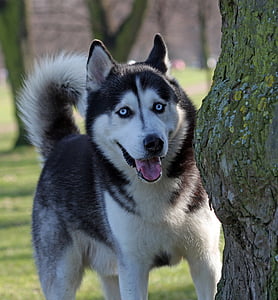 Siberian husky dog thumbnail