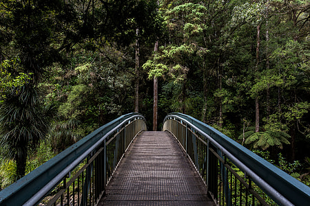 blue and brown bridge in front of tall trees thumbnail