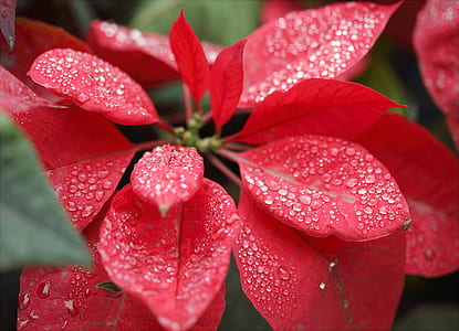 Closeup Photography Of Red Poinsettia With Water Droplets thumbnail
