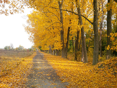 concrete road beside trees thumbnail