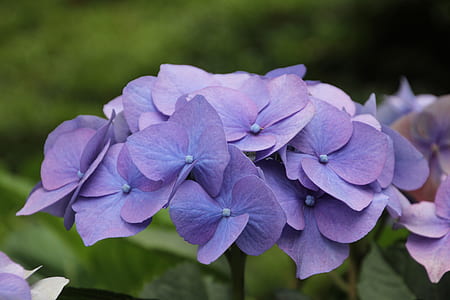 selective focus photo of purple hydrangea flower thumbnail