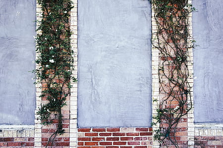 two green vines crawling on walls thumbnail