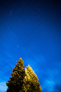 green leaf trees during daytime photo thumbnail