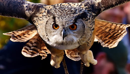 brown Owl flying thumbnail