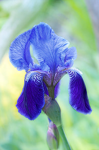 focus photography of blue iris flower thumbnail