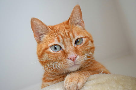 orange tabby cat with white background thumbnail