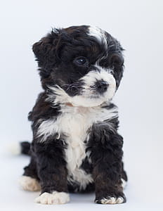 White and Black Terrier thumbnail