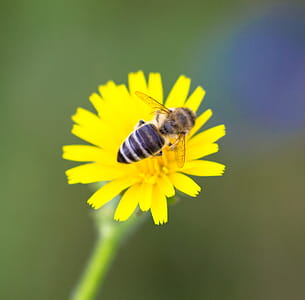 Yellow flower with bee closeup. thumbnail