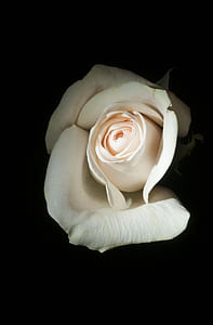 white rose thumbnail