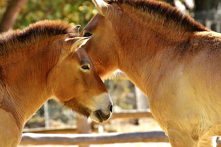close-up photo of two brown mules thumbnail