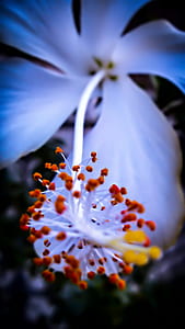 White Hibiscus Flower in Macro Shot Photography thumbnail
