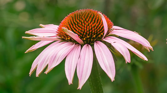 pink petaled flower thumbnail
