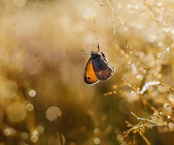 brown butterfly thumbnail