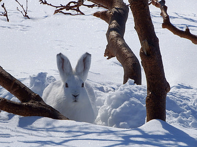 white rabbit on snowy field during daytime thumbnail