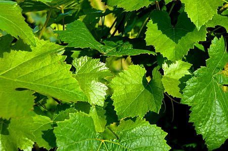 green leafed plants thumbnail