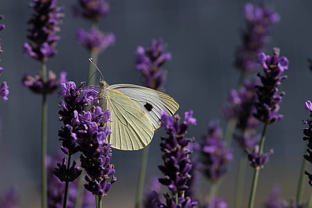 close-up photography of brimstone butterfly perching on purple petaled flower thumbnail