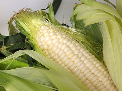 corn thumbnail