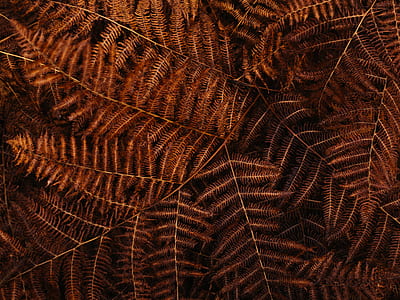 brown fern plant thumbnail