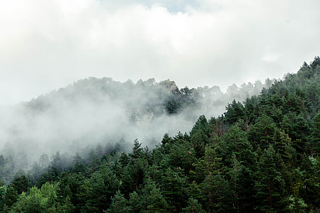 forest trees under white clouds during daytime thumbnail