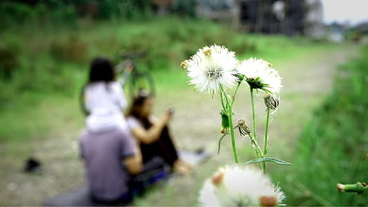 Selective Focus Photo of White Dandelion thumbnail