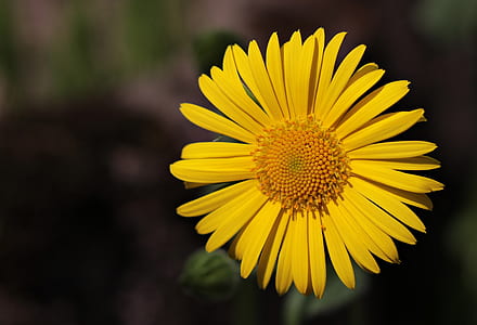 yellow sunflower on macro shot thumbnail