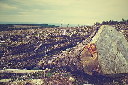 field, fallen tree, tree, clearing thumbnail