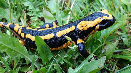 close up photo of yellow and black gecko thumbnail