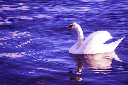 white swan on water thumbnail