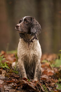 dog sitting on brown dried leaves thumbnail
