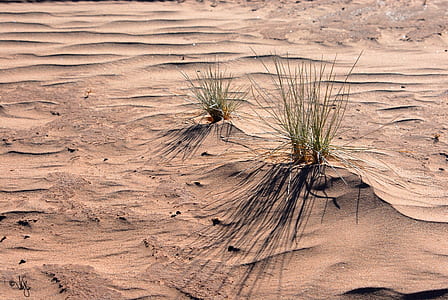 shallow focus photography of dessert and green leafed plants thumbnail