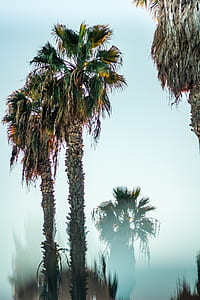 macro photography of palm tree thumbnail
