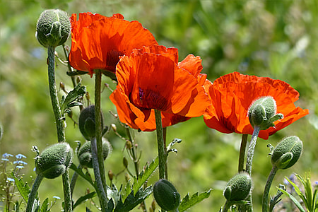 three red petaled flowers closeup photography thumbnail