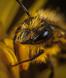Close Up Photo of Yellow and Black Wasp thumbnail
