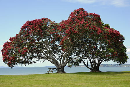 photo of red petaled flower tree near bench thumbnail