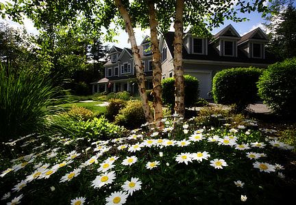 daisy flower bed on house garden during daytime thumbnail