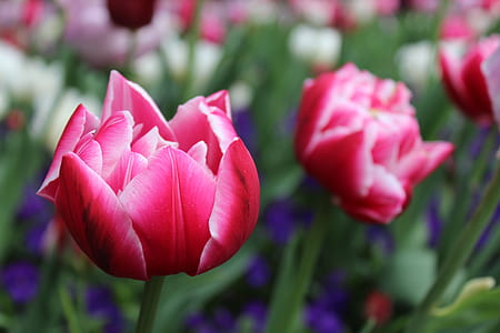 macro photography of pink petaled flowers wallpaper thumbnail