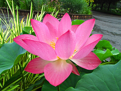 pink petaled flower thumbnail