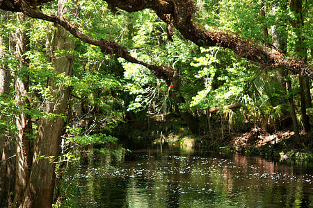 body of water between trees thumbnail