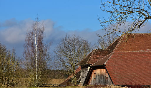 brown house in middle of bare trees during day thumbnail