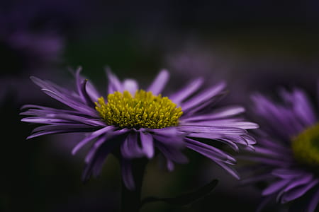close up photo of purple petaled flowers in bloom thumbnail
