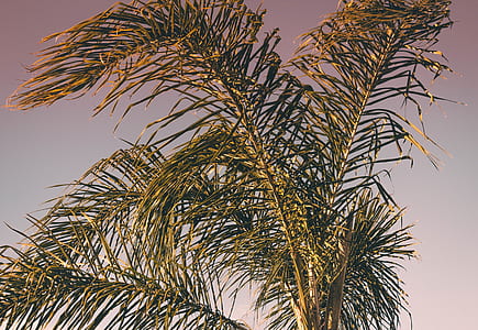 green leaf tree under gray sky during daytime photography thumbnail