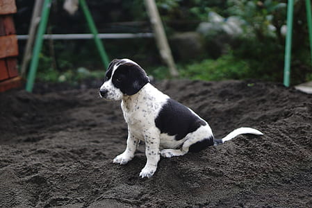 puppy on black sand thumbnail