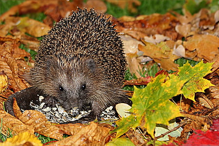 black headhog on leaves thumbnail