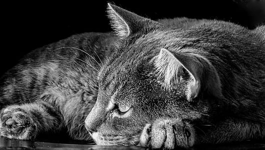 grayscale photo of cat thumbnail