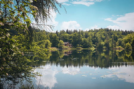 green leafed trees in middle of water thumbnail