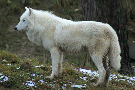 white fox thumbnail