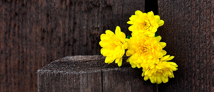yellow mums flower arrangement thumbnail