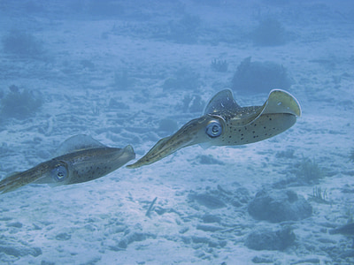 squids at underwater thumbnail