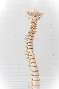 human spine bone decor thumbnail