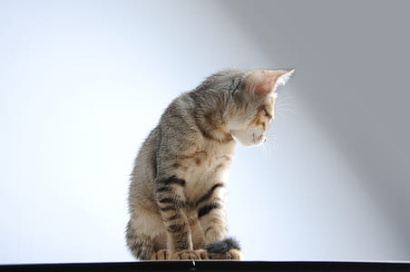 sitting brown and black cat thumbnail